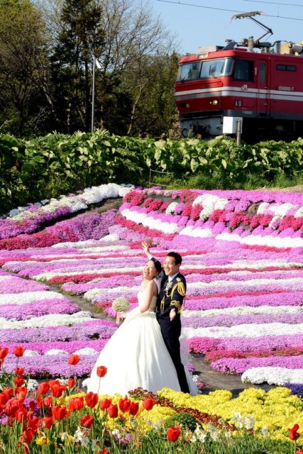 木古内・村上さん宅の芝桜満開、ブライダルフォト撮影も / 函館新聞