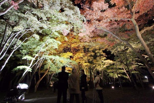 香雪園の紅葉 暗闇に色鮮やか 函館新聞電子版