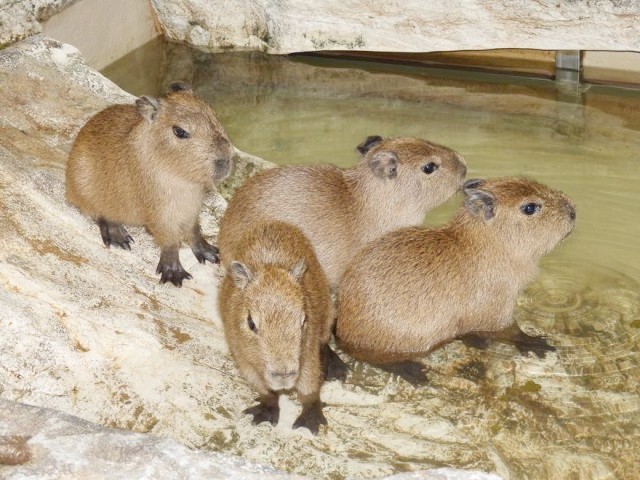 ぱzoo様ご依頼品 （よくばり小諸旅！しなの鉄道「信州こもろパス」と 