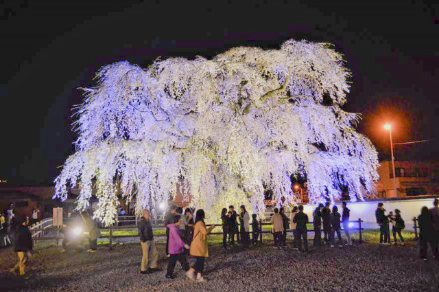北斗・法亀寺のしだれ桜満開 / 函館新聞電子版