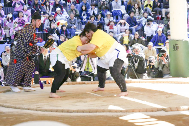 知内出身西山さんが３連覇 福島 女だけの相撲大会 函館新聞電子版