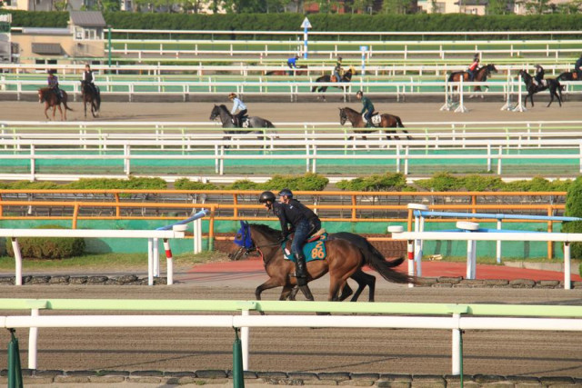 開幕に向け黙々と調教 函館競馬１３日開幕 函館新聞デジタル