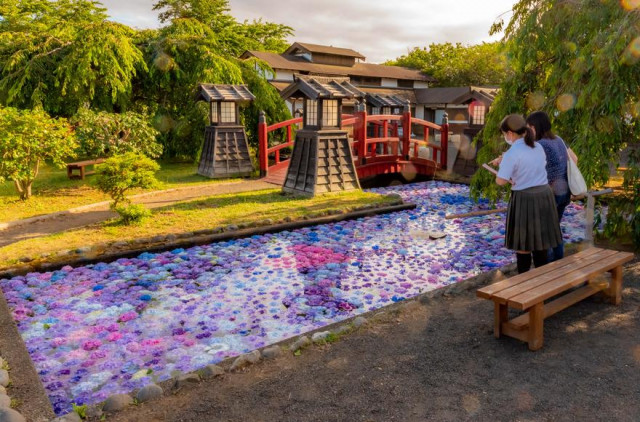 松前藩屋敷で浮きアジサイ ８月５日まで 函館新聞電子版