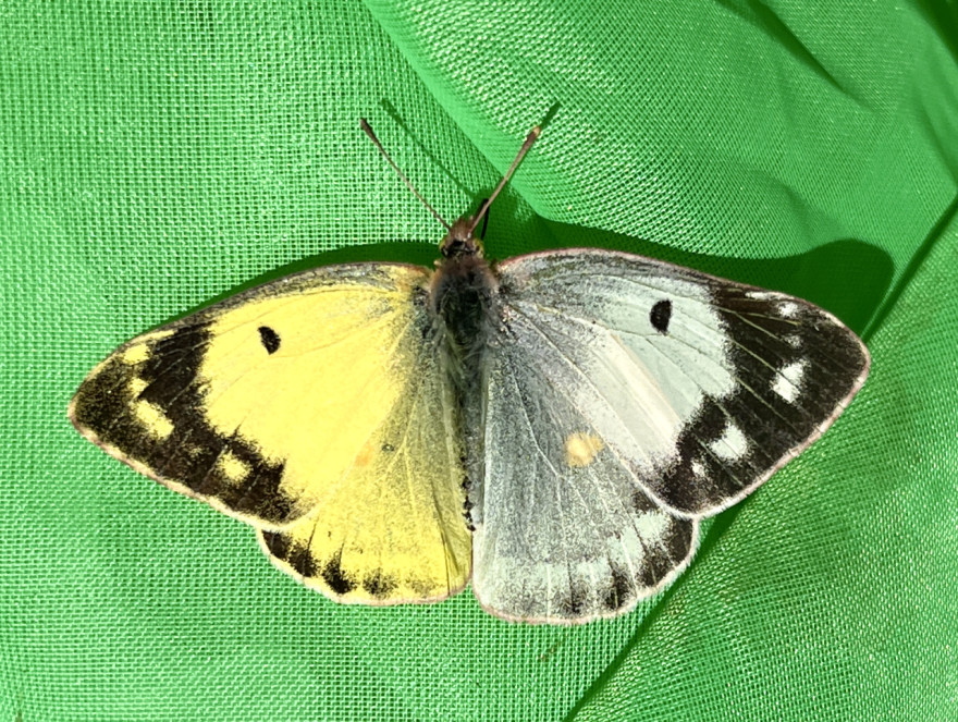 珍しいモンキチョウ捕獲 対馬さん、山下さん「雌雄モザイク」 / 函館