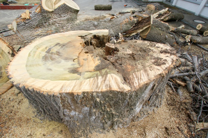 切り倒されたユリノキ。根元の直径は最長で２メートル６センチだった（１０日午前１１時５０分ごろ）