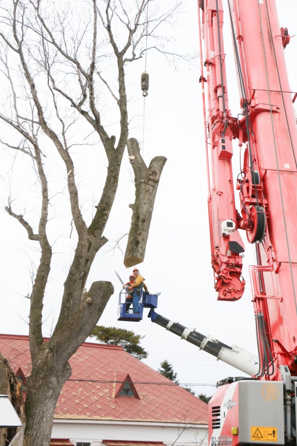 チェーンソーで切断されクレーンでつられる幹（９日午後１時半ごろ）