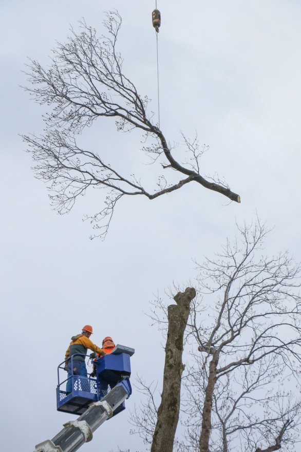 切断後、クレーンでつり上げられてから地上に下ろされる上層部の幹（９日午後２時１５分ごろ）