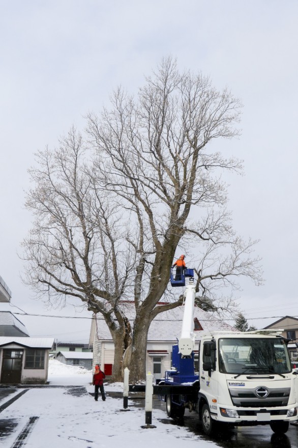 枝切り作業に入る前のユリノキ。高さは約３０メートルと思われる（９日午前８時２５分ごろ）