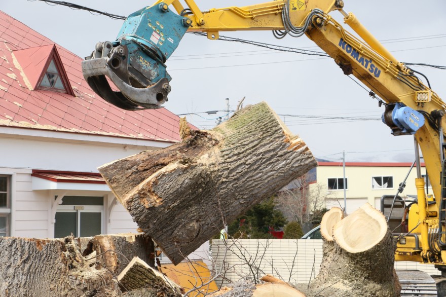 切り込みを入れ、グラップルで押されて倒れた根元に近い幹（１０日午前１１時４５分ごろ）