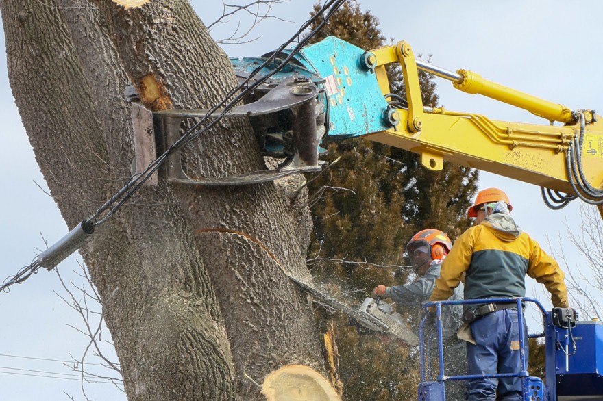 電線に倒れ込まないようにグラップルで押さえ、角度をつけて進める切り込み（１０日午前８時４５分ごろ）