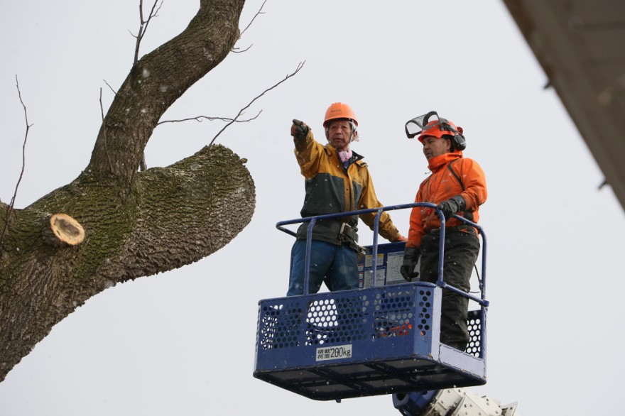 切り込みを入れる場所など慎重に見極めて進められた作業（９日午後３時１０分ごろ）