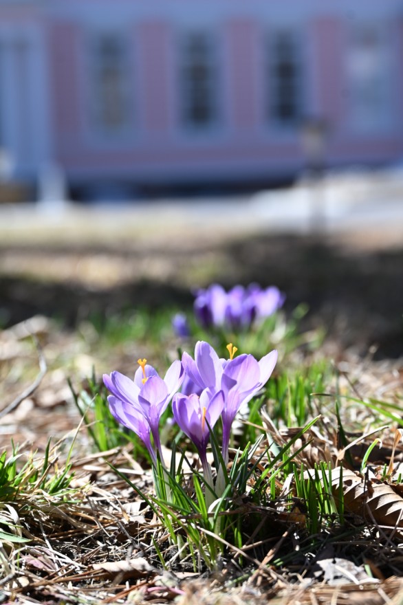 本館前庭で開花したクロッカス